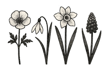 Vintage retro dotted halftone style spring flowers set, herbarium wildflowers illustration, grain texture effect, trendy vector cartoon botanical elements collection