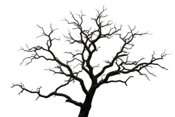 Detailed silhouette of a bare deciduous tree with intricate branches and twigs isolated on transparent background