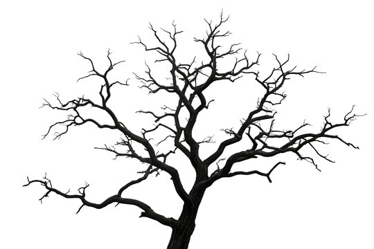Detailed silhouette of a bare deciduous tree with intricate branches and twigs isolated on transparent background