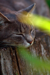 Close-up of a gray cat peacefully sleeping on a wooden surface in the garden during summer.
