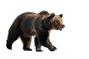Wild bear walking in nature animal portrait isolated on transparent background png