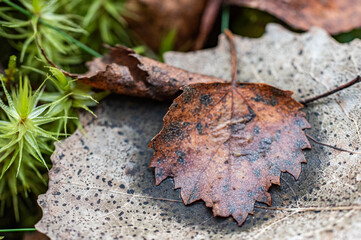 autumn leaf on the ground