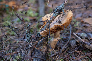mushroom in the forest