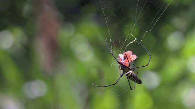Giant Wood Spider Feeding on Orange Moth in Gibbon Sanctuary