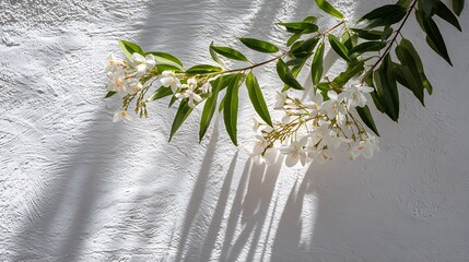 A delicate branch with white flowers and green leaves casts a striking shadow on a textured white wall, creating a fresh contrast