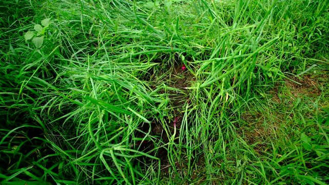 Lot of scallions growing in garden bed and moving camera closer toward its red onion bulbs growing in sand rich soil. Greens are bend over or fallen after heavy rain.