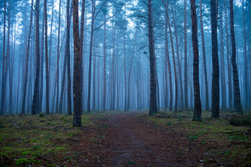 dark forest in the fog © Robert