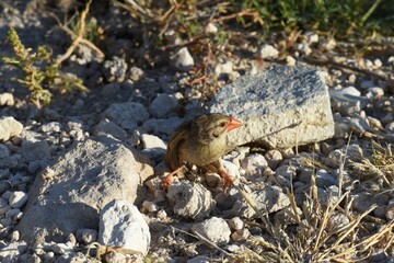 Blutschnabelweber (quelea quelea) im Etoscha Nationalpark in Namibia