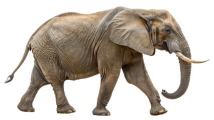Elephant side view transparent background png generative AI