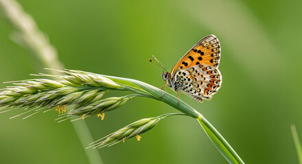 Obraz premium Orange and black butterfly rests on a green grass stalk