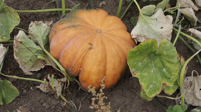 orange pumpkin growing on ground vegetables garden