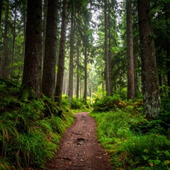 Obraz premium Misty forest path