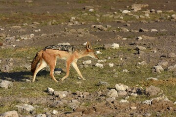 Schabrackenschakal (canis mesomelas) im Etoscha Nationalpark auf Futtersuche