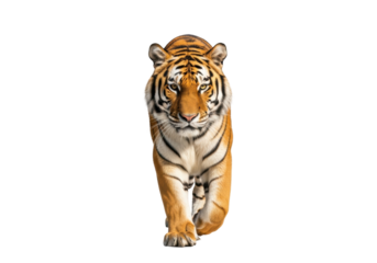 A majestic adult siberian tiger, vibrant orange fur, bold black stripes, walking forward with intense eye contact, transparent studio background, copy space, powerful predator concept