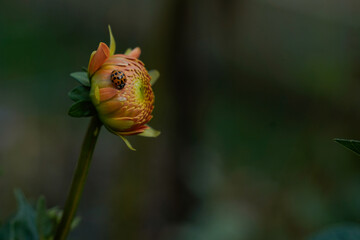Orange dahlia flower in bud form with a ladybug on top.