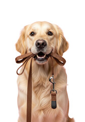 Happy adult golden retriever with luxurious golden fur holding brown leash with silver clasp, looking eager on pastel pink studio background with copy space, high-key pet portrait concept