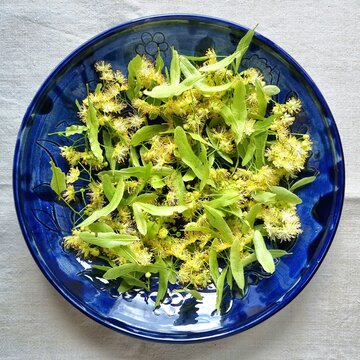 Fresh Linden Blossom on a Blue Ceramic Plate