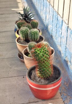 Collection of Cacti in Colorful Pots