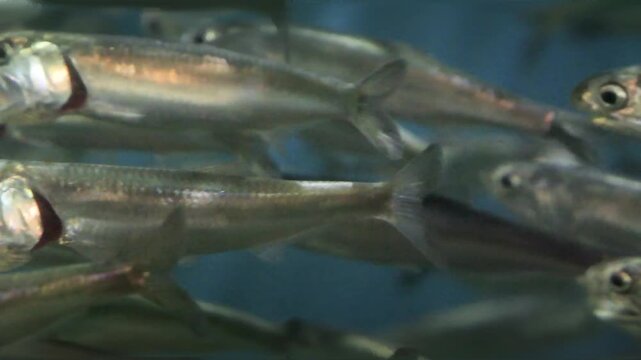Anchovies swimming in a school close-up