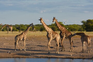 Giraffenherde (giraffa camelopardalis) am Wasserloch Nuamses im Etoscha Nationalpark