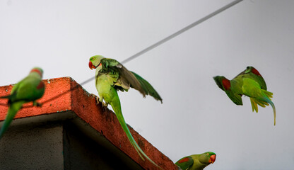 Two parrots perched closely, displaying affection and bonding through gentle gestures. Their vibrant feathers and loving interaction symbolize companionship, trust, and the beauty of togetherness 