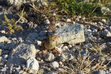 Blutschnabelweber (quelea quelea) im Etoscha Nationalpark in Namibia