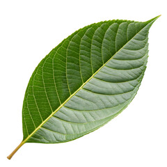 Obraz premium Vibrant Green Leaf with Intricate Vein Pattern plant