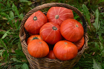 Fototapeta premium Wicker Basket with orange pumpkins Hokkaido in the garden. Autumn harvest of mini pumpkins . Halloween decoration fall design.