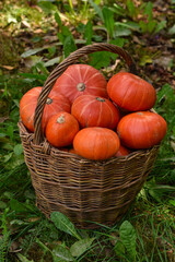 Pumpkin harvest in wicker basket. Autumn vegetables, Halloween decoration fall design. Pupmkins Hokkaido in the garden.