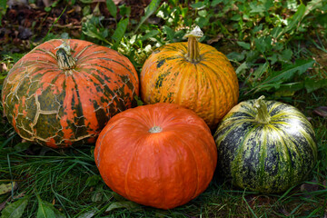 A group of different kinds of pumpkins in the garden. Autumn harvest of mix pumpkins, still life in village.