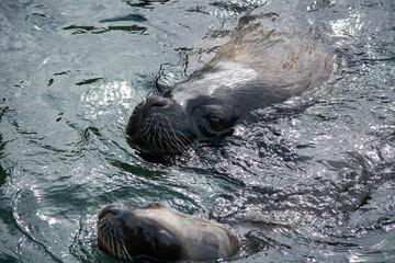 Sea Lion on the Rocks – A Moment of Rest by the Water, 
Seelöwe auf Felsen – Ruhepause am Wasser