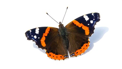 Naklejka premium Vibrant butterfly with black, orange, and white wings displayed against a plain white background.