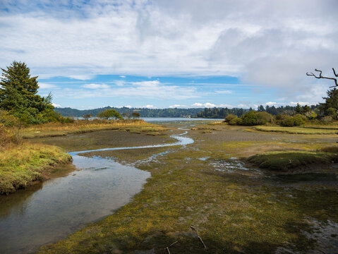 A Marsh on the Oregon Coast