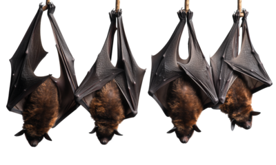 Four fruit bats hanging upside down with wings wrapped around their bodies, showing leathery membranes and furred heads