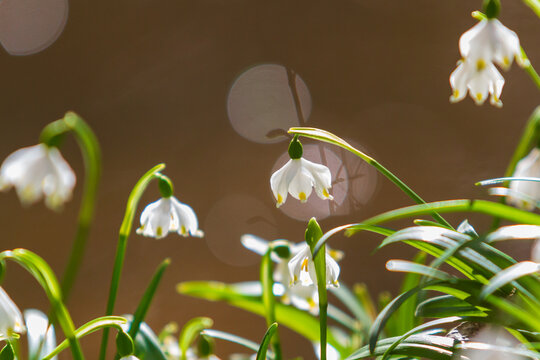 Beautiful white flower in the meadow Spring snowdrop