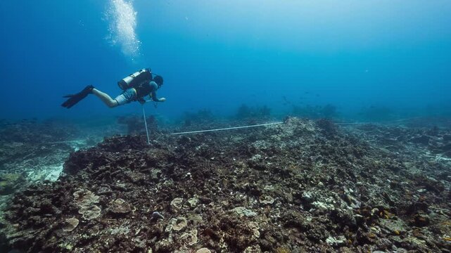 A Marine Scientist SCUBA Dives over a dead coral reef conducting research.