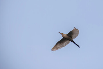 A solitary egret bird with outstretched wings soars gracefully against a clear blue sky