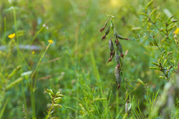 Wild flowers in a wetland. Reed and brown flower