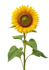 Obraz premium A single, vibrant common sunflower with golden yellow petals, a deep brown seed disc, and green leaves and stem, isolated against a transparent studio background with copy space, showcasing natural
