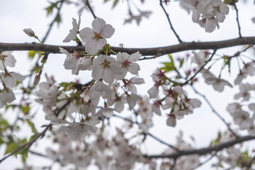 Cherry blossoms. White pink flowers and fresh green leaves in spring. Blooming almond tree, cloudy sky