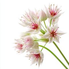 Elegant Allium Flower Blossoms: Delicate allium flowers, showcasing intricate petal patterns, bring natural charm, revealing the subtle beauty of nature's creations.