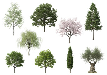 Fototapeta premium Nine hyper-detailed, isolated trees (birch, oak, pine, willow, cherry, maple, lime, cypress, olive) on transparent for architectural rendering and landscape design asset concept