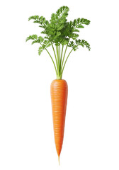 A single vibrant orange carrot with lush green leafy tops, standing perfectly vertical against a bright white studio background, Concept of healthy eating and natural freshness