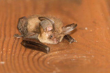 Close-up of a bat hanging on a piece of wood