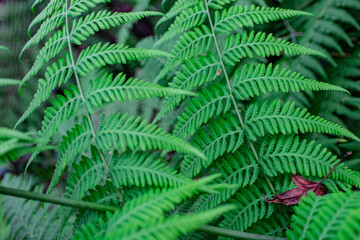 Backyard Ferns
