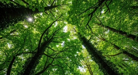 Naklejka premium Looking Up Through The Canopy Of Tall Green Trees In A Forest