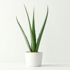 aloe vera plant in pot