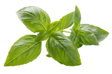 Fresh Green Basil Sprig Isolated on White Background