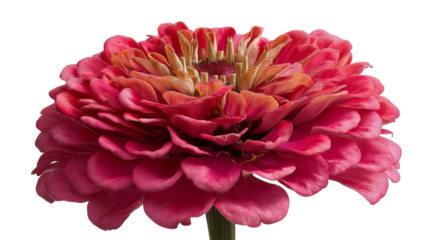 PNG of A vibrant pink zinnia flower showcasing intricate layers of petals, radiating beauty and elegance.