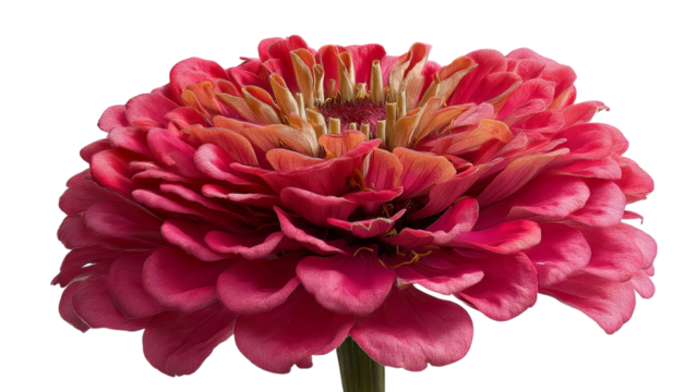 PNG of A vibrant pink zinnia flower showcasing intricate layers of petals, radiating beauty and elegance.